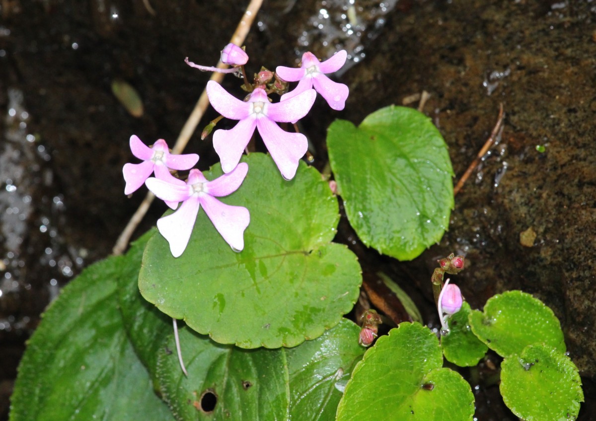 Impatiens acaulis Arn.